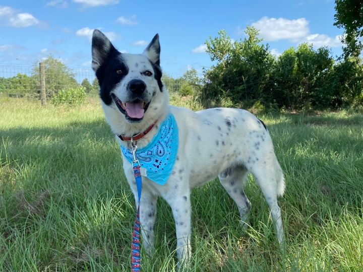 Domino, an adoptable Border Collie & Australian Cattle Dog / Blue Heeler Mix in Sealy, TX_image-3