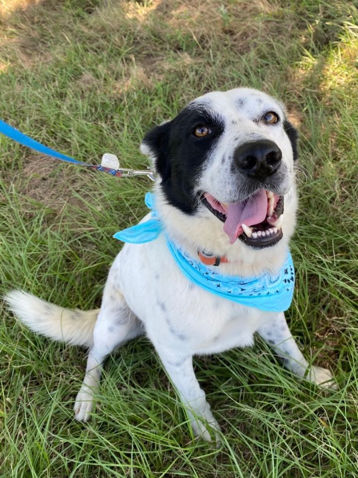 Domino, an adoptable Border Collie & Australian Cattle Dog / Blue Heeler Mix in Sealy, TX_image-4