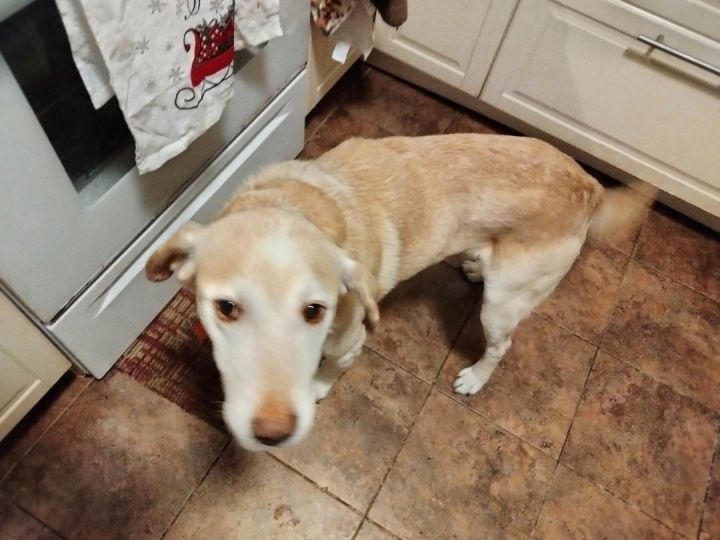 Jaycee, an adoptable Labrador Retriever Mix in Goochland, VA_image-2