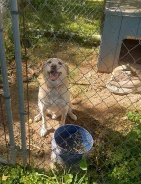 Jaycee, an adoptable Labrador Retriever Mix in Goochland, VA_image-5