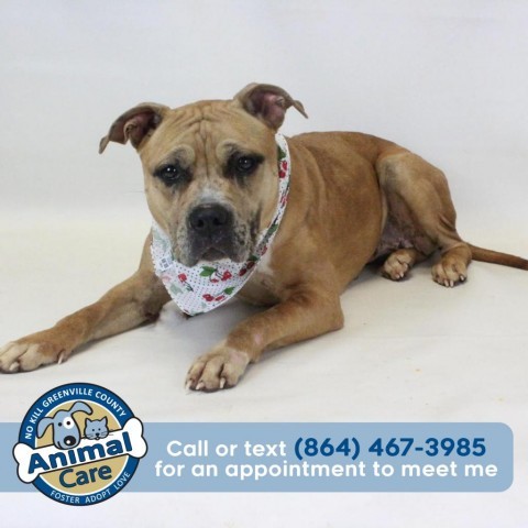 Cookie, an adoptable American Staffordshire Terrier in Greenville, SC_image-1