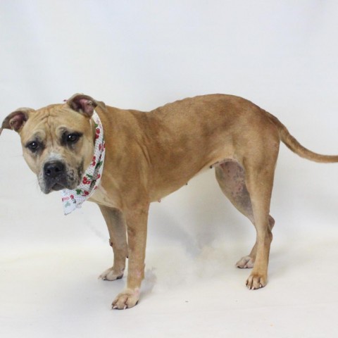 Cookie, an adoptable American Staffordshire Terrier in Greenville, SC_image-2