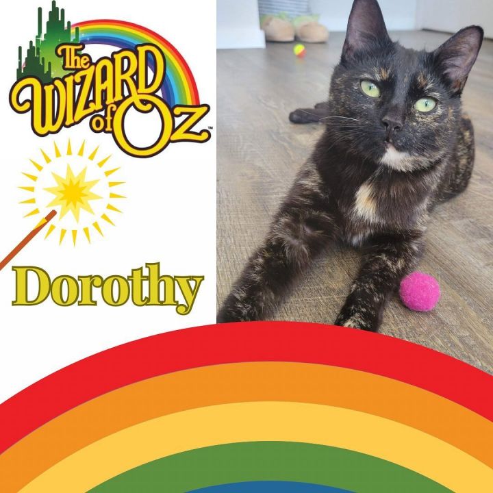 Dorothy, an adoptable Domestic Short Hair Mix in Steinbach, MB_image-5