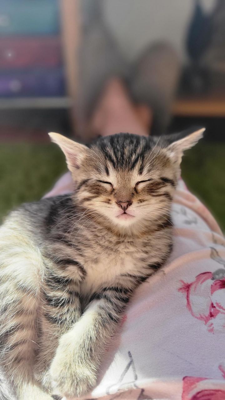 Munchkin 4
