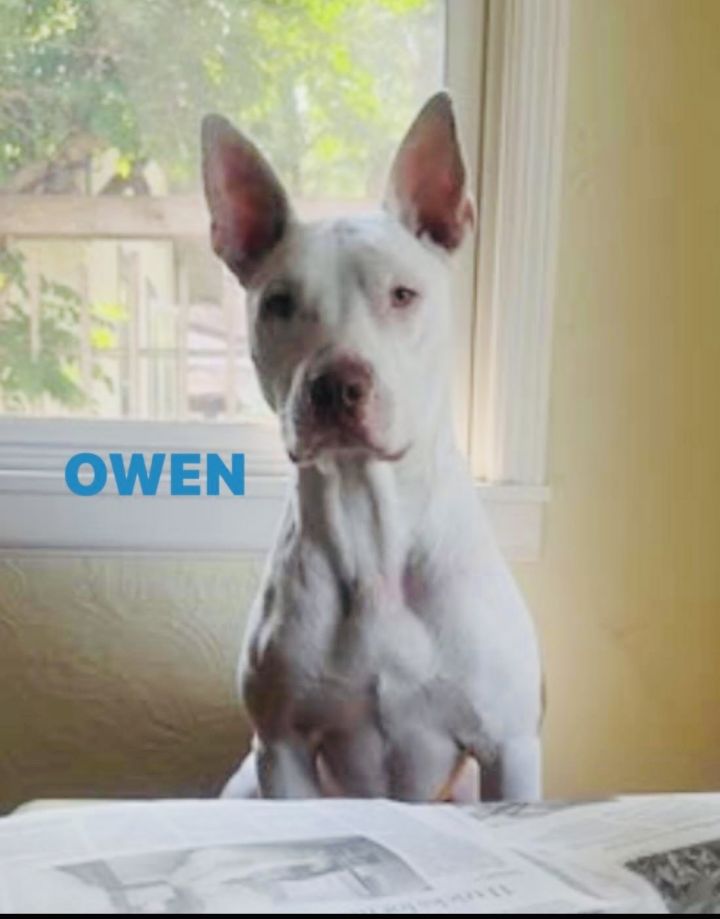 Owen 2