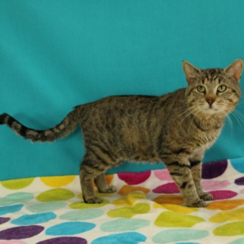 Carter, an adoptable Domestic Short Hair in Bristol, IN_image-2