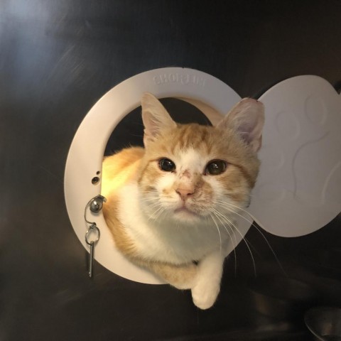Abernathy: Rodent Responder, adoption fees waived!