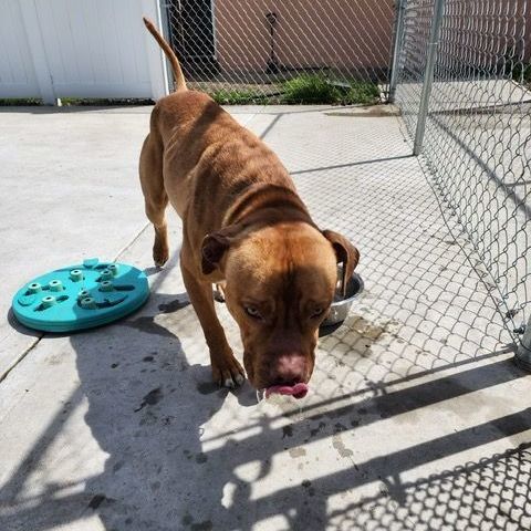 Goldie, an adoptable Pit Bull Terrier in Trenton, NJ_image-4