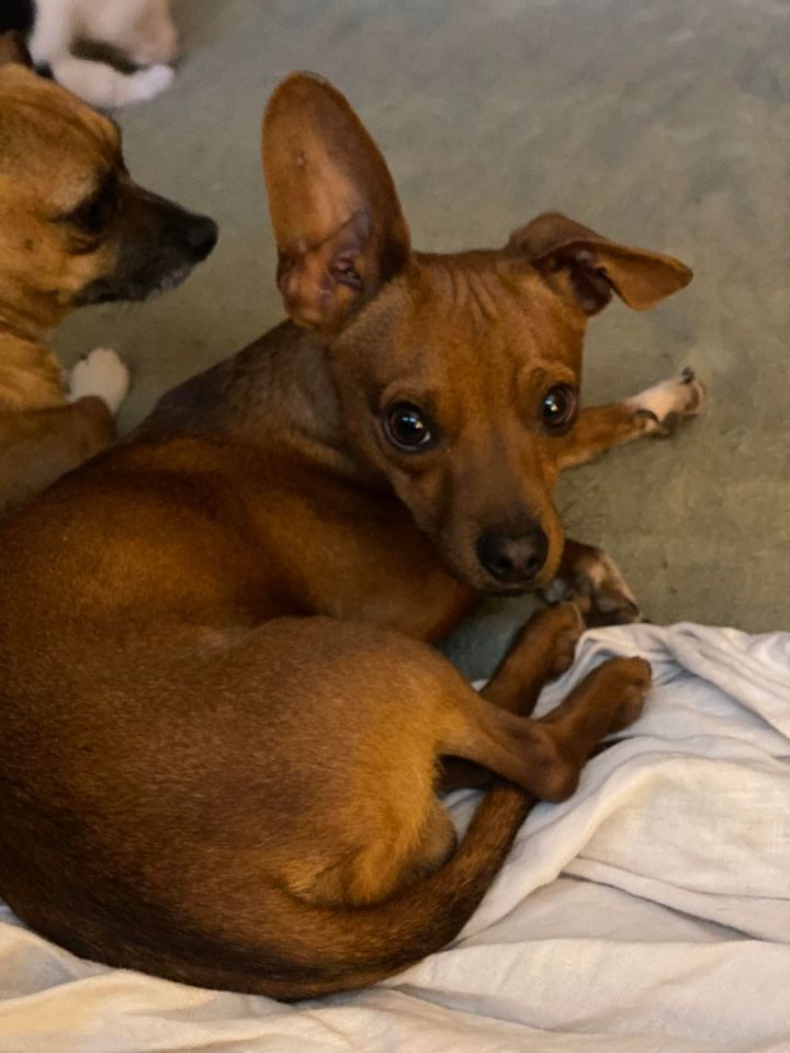 Jelli Bean, an adoptable Chihuahua & Dachshund Mix in Portland, OR_image-3