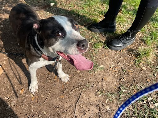 STEVIE, an adoptable Staffordshire Bull Terrier in Austin, TX_image-1
