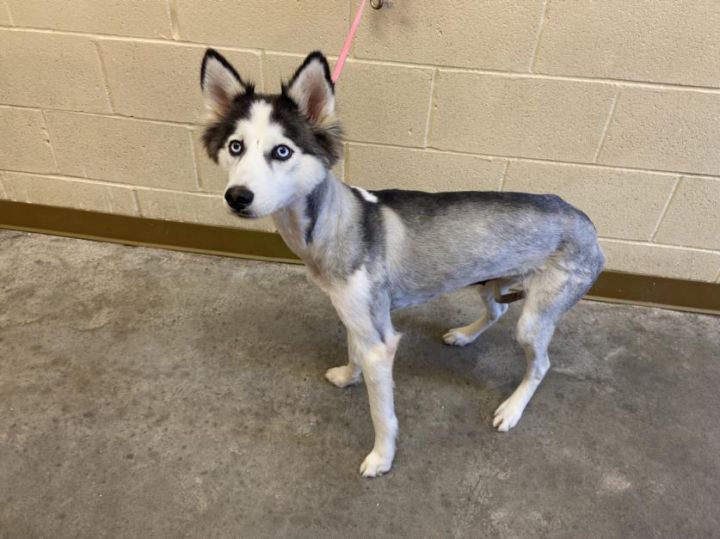 SARAH, an adoptable Siberian Husky in Texas City, TX_image-1