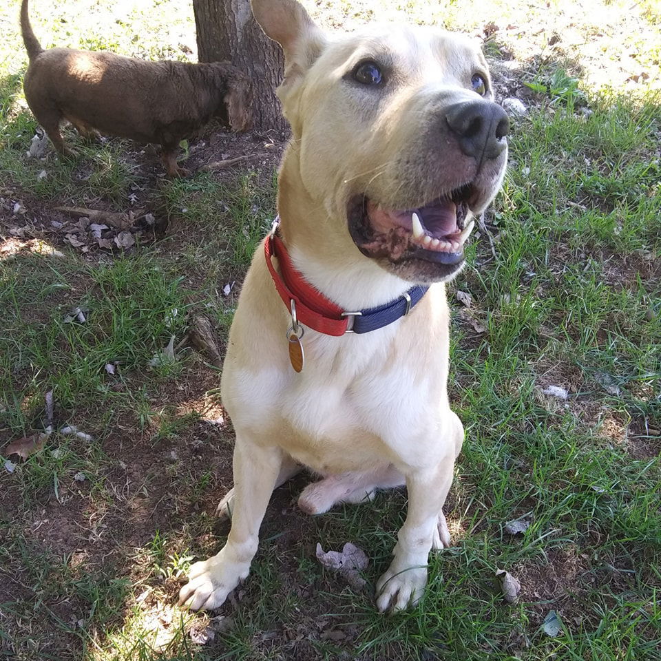 Trevor, an adoptable Labrador Retriever, German Shepherd Dog in Tappahannock, VA, 22560 | Photo Image 1