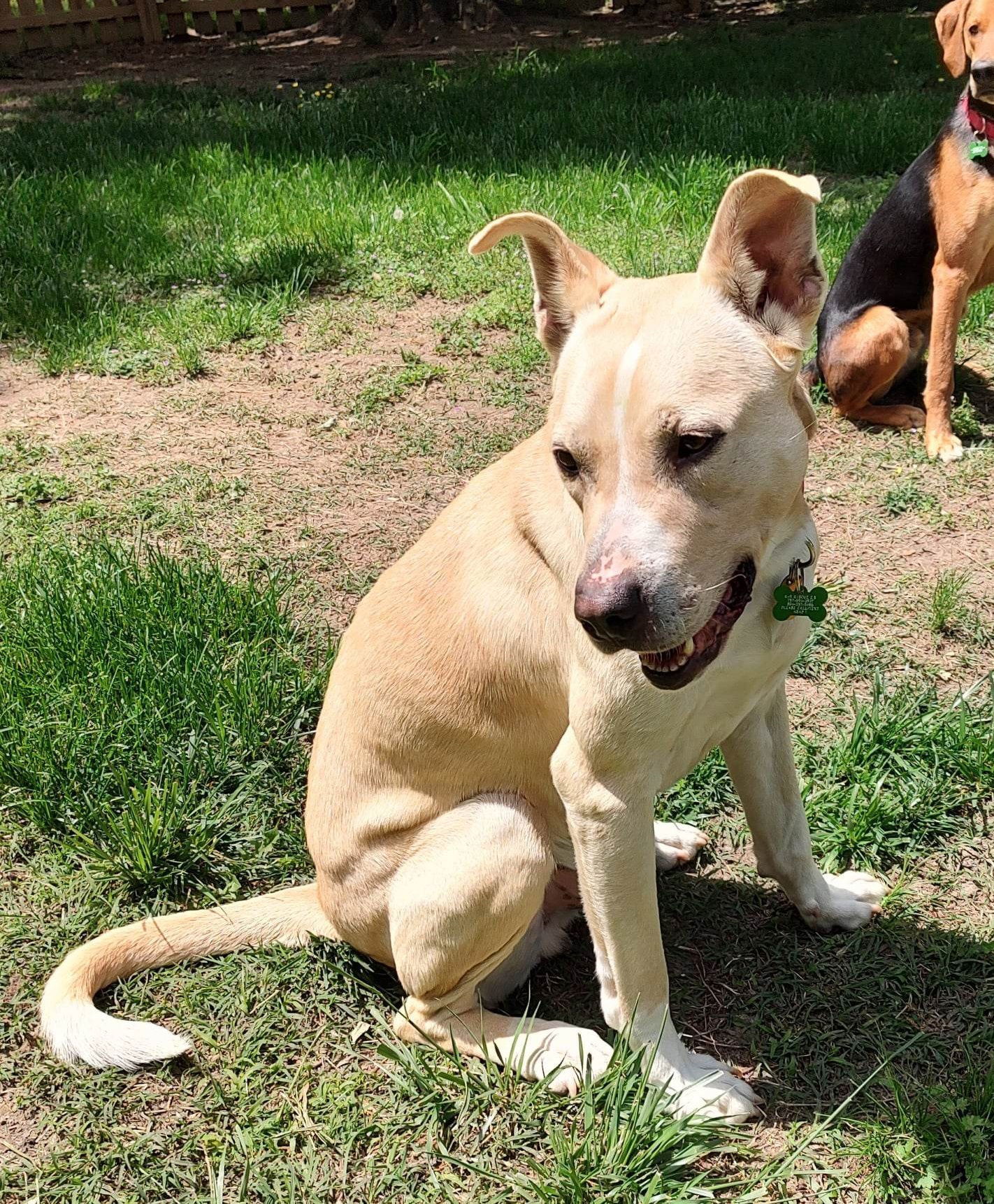 Trevor, an adoptable Labrador Retriever, German Shepherd Dog in Tappahannock, VA, 22560 | Photo Image 2