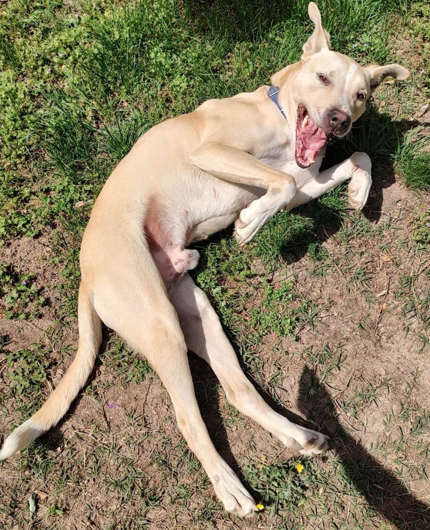 Trevor, an adoptable Labrador Retriever, German Shepherd Dog in Tappahannock, VA, 22560 | Photo Image 4