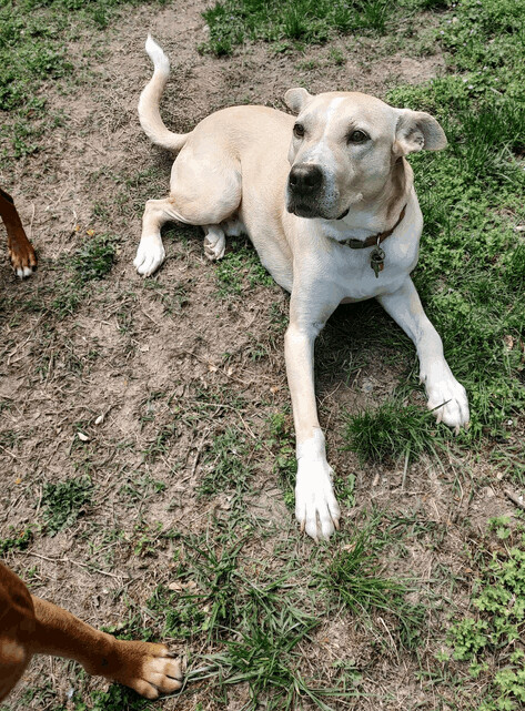 Trevor, an adoptable Labrador Retriever, German Shepherd Dog in Tappahannock, VA, 22560 | Photo Image 5