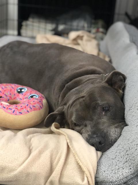 SELKIE, an adoptable American Staffordshire Terrier in Camarillo, CA, 93010 | Photo Image 1