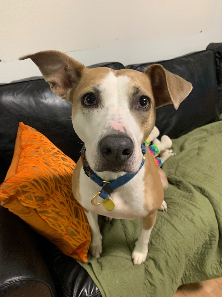 Sweetie, an adoptable Mixed Breed in Vashon, WA, 98070 | Photo Image 1