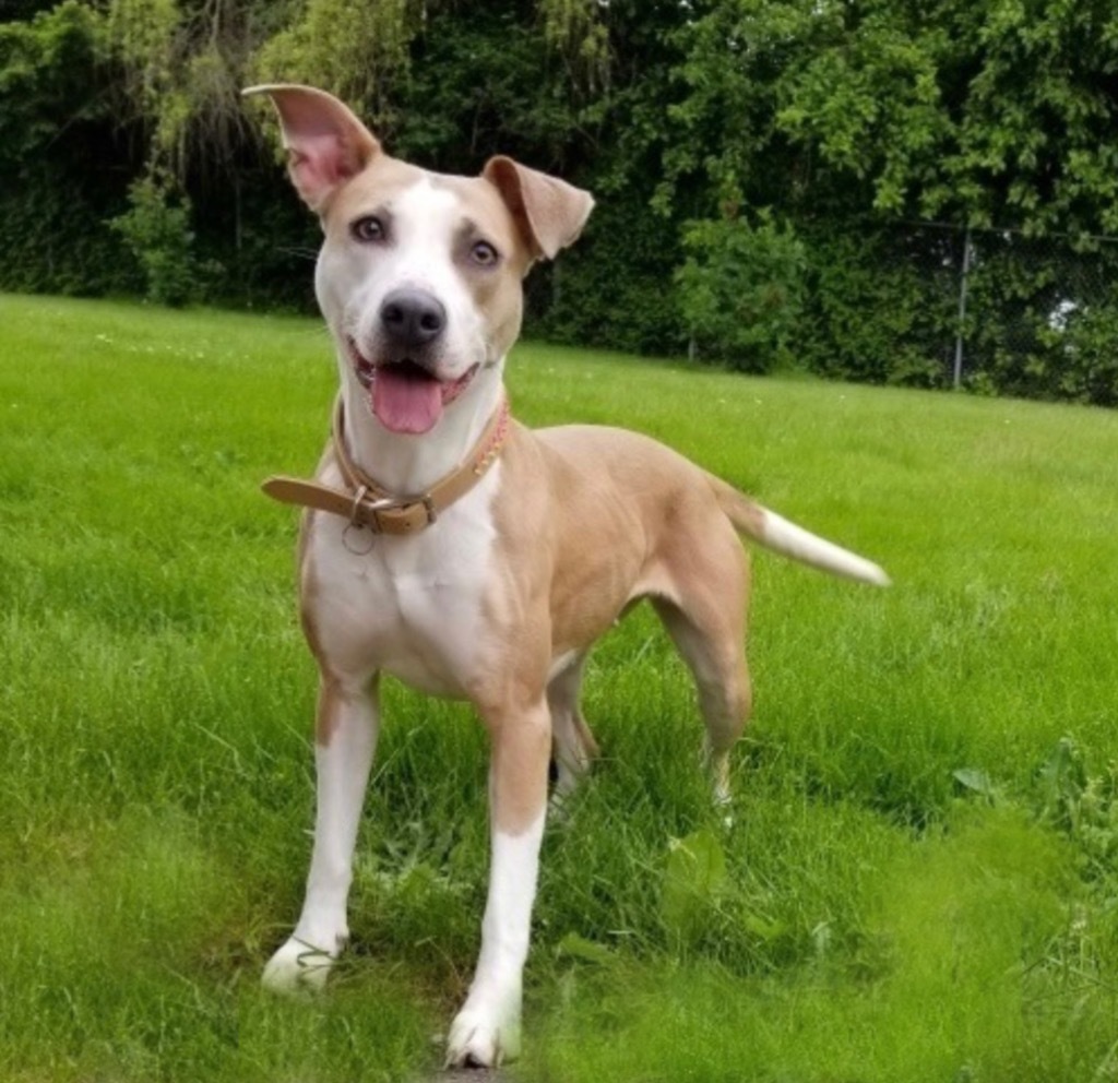 Sweetie, an adoptable Mixed Breed in Vashon, WA, 98070 | Photo Image 2