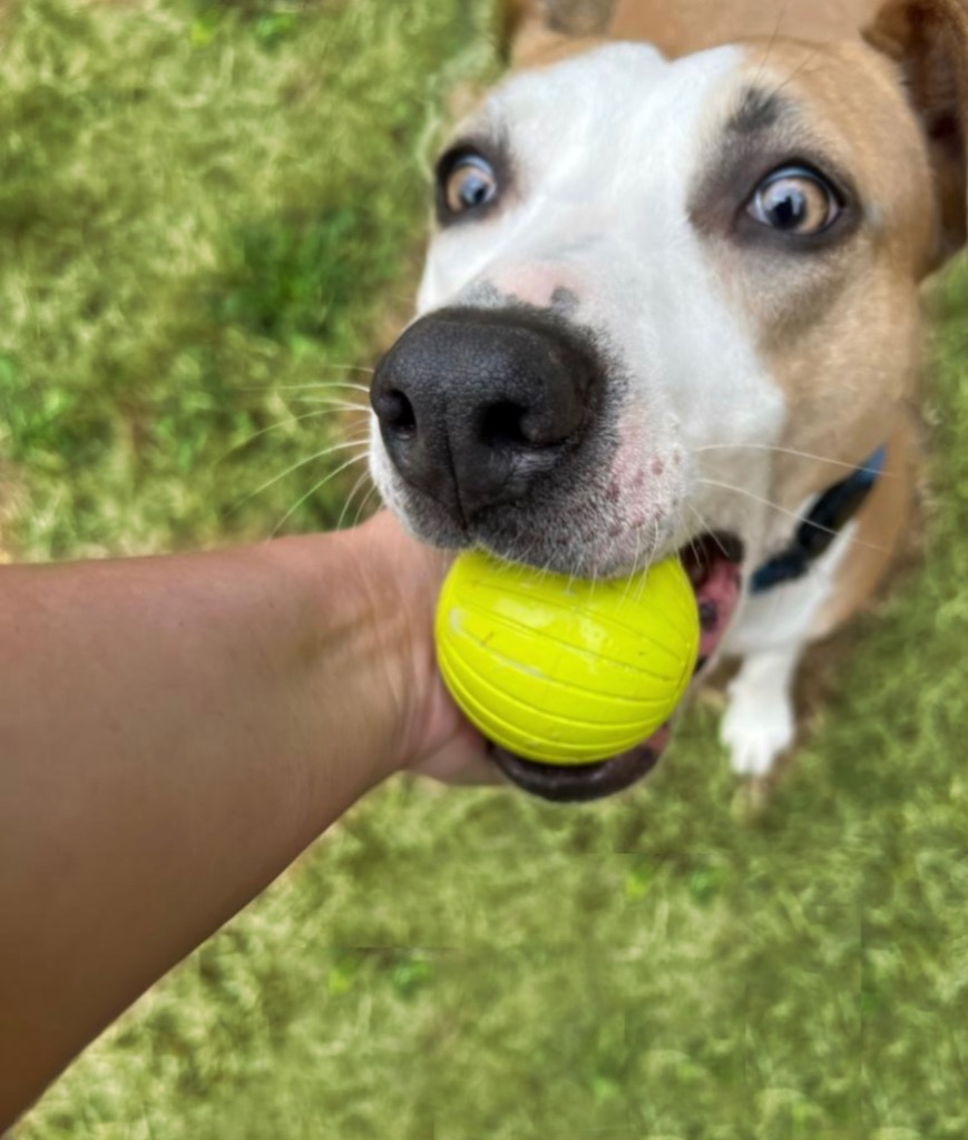 Sweetie, an adoptable Mixed Breed in Vashon, WA, 98070 | Photo Image 3