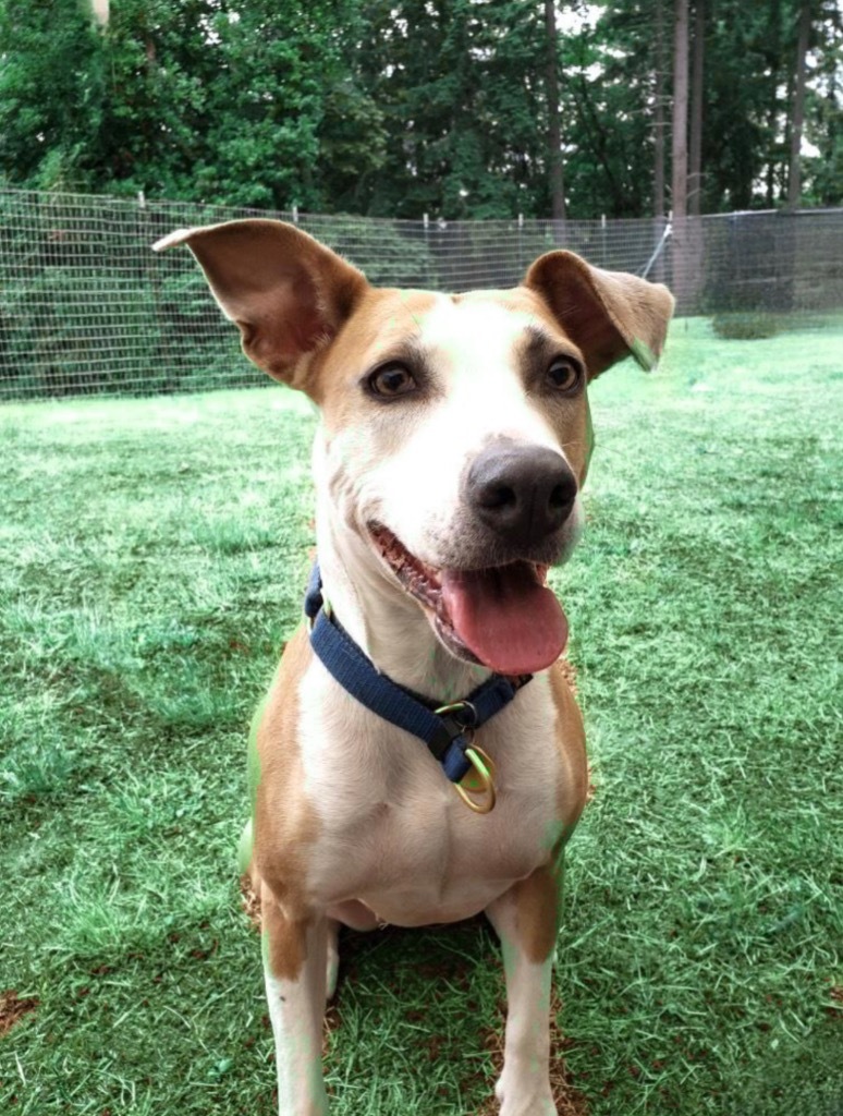 Sweetie, an adoptable Mixed Breed in Vashon, WA, 98070 | Photo Image 4