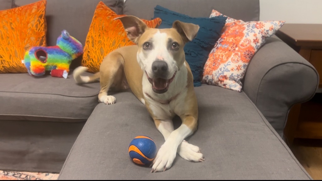 Sweetie, an adoptable Mixed Breed in Vashon, WA, 98070 | Photo Image 5