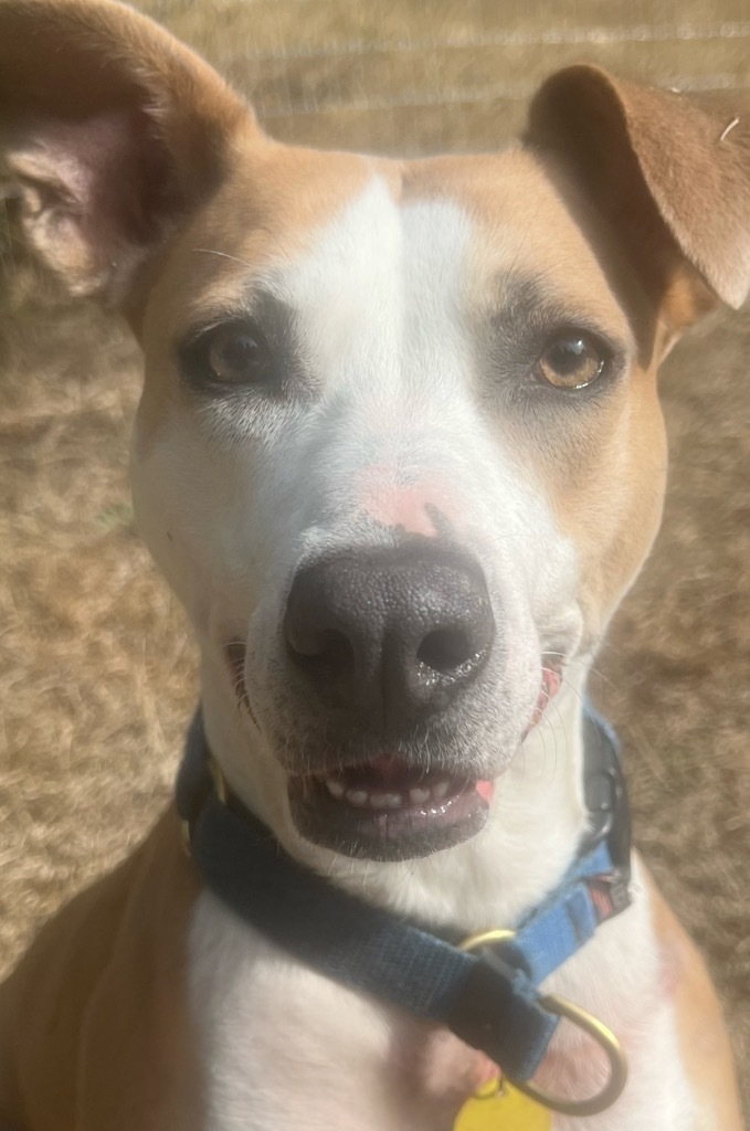 Sweetie, an adoptable Mixed Breed in Vashon, WA, 98070 | Photo Image 6