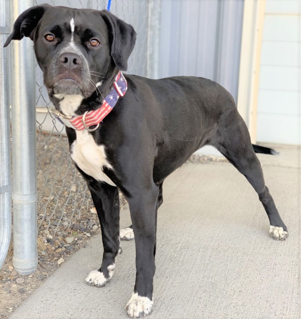 Dog for adoption 52613764, a Boxer Mix in Elko, NV Petfinder