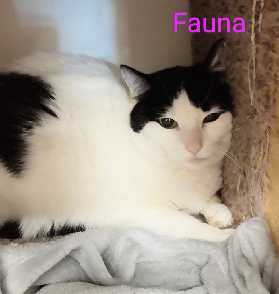 Fauna, an adoptable Domestic Short Hair in Rockford, IL, 61126 | Photo Image 3