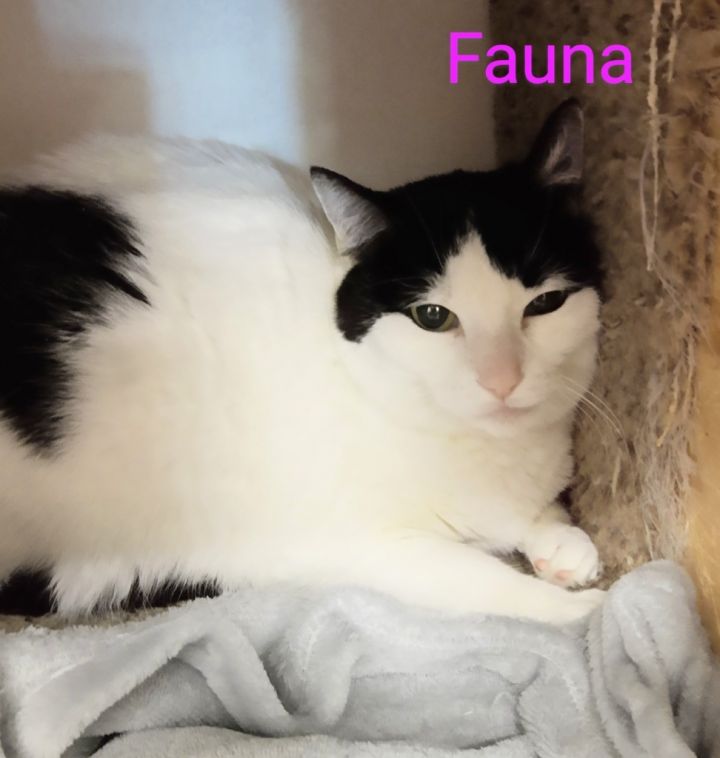 Fauna 3