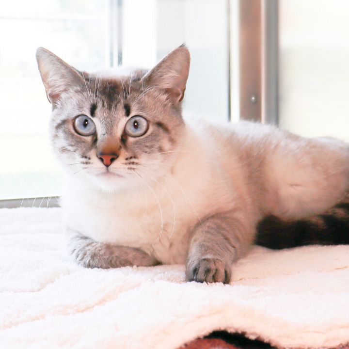 Magnolia, an adopted Siamese Mix in Clovis, CA_image-1