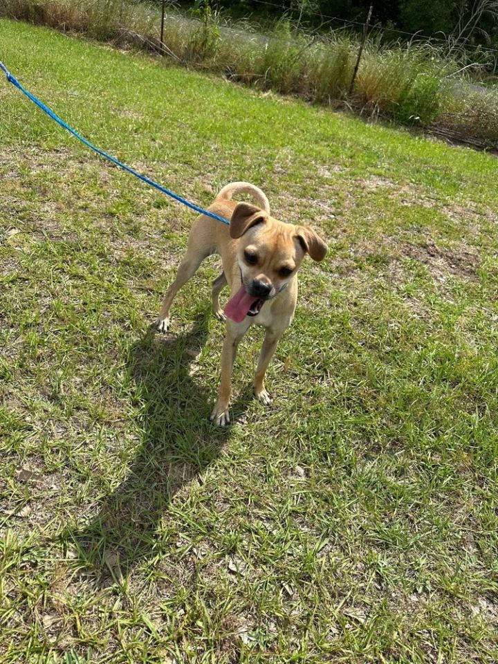 Frank, an adoptable Pug & Chihuahua Mix in Troy, AL_image-1