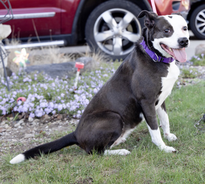 Pitty, an adoptable Pit Bull Terrier, Mixed Breed in Anderson, IN, 46011 | Photo Image 1