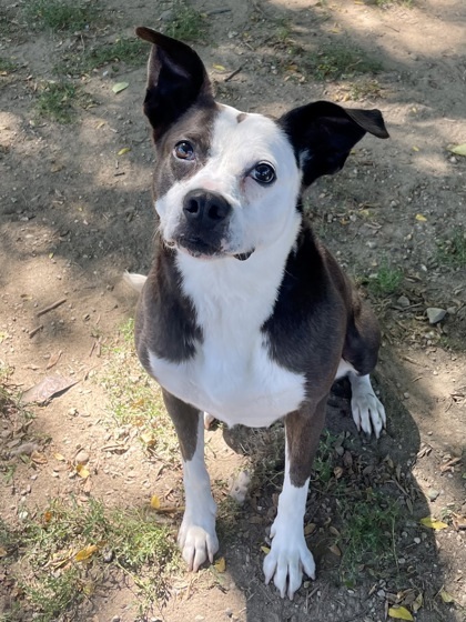Pitty, an adoptable Pit Bull Terrier, Mixed Breed in Anderson, IN, 46011 | Photo Image 1