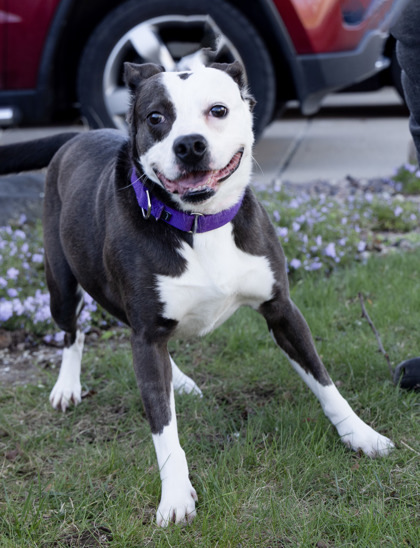Pitty, an adoptable Pit Bull Terrier, Mixed Breed in Anderson, IN, 46011 | Photo Image 2