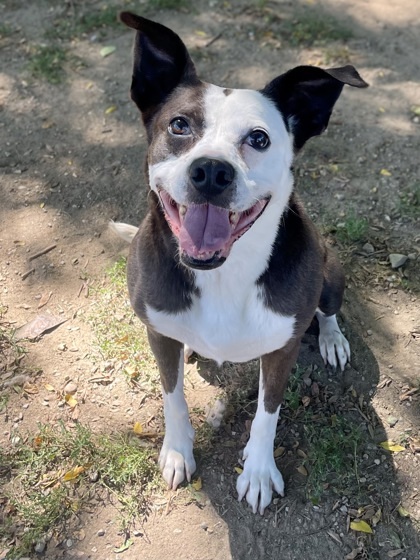 Pitty, an adoptable Pit Bull Terrier, Mixed Breed in Anderson, IN, 46011 | Photo Image 2