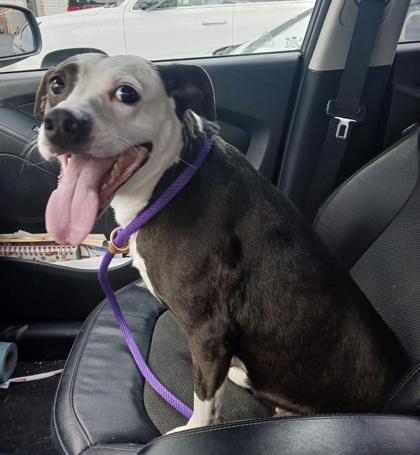 Pitty, an adoptable Pit Bull Terrier, Mixed Breed in Anderson, IN, 46011 | Photo Image 3