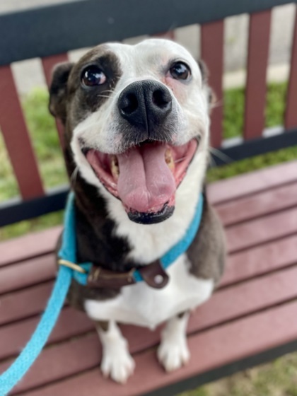Pitty, an adoptable Pit Bull Terrier, Mixed Breed in Anderson, IN, 46011 | Photo Image 3