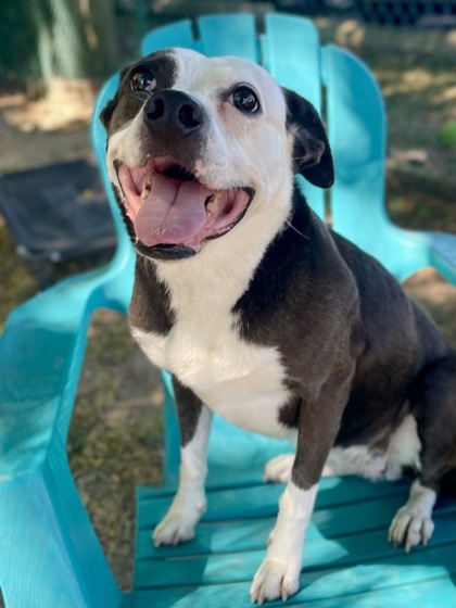Pitty, an adoptable Pit Bull Terrier, Mixed Breed in Anderson, IN, 46011 | Photo Image 3