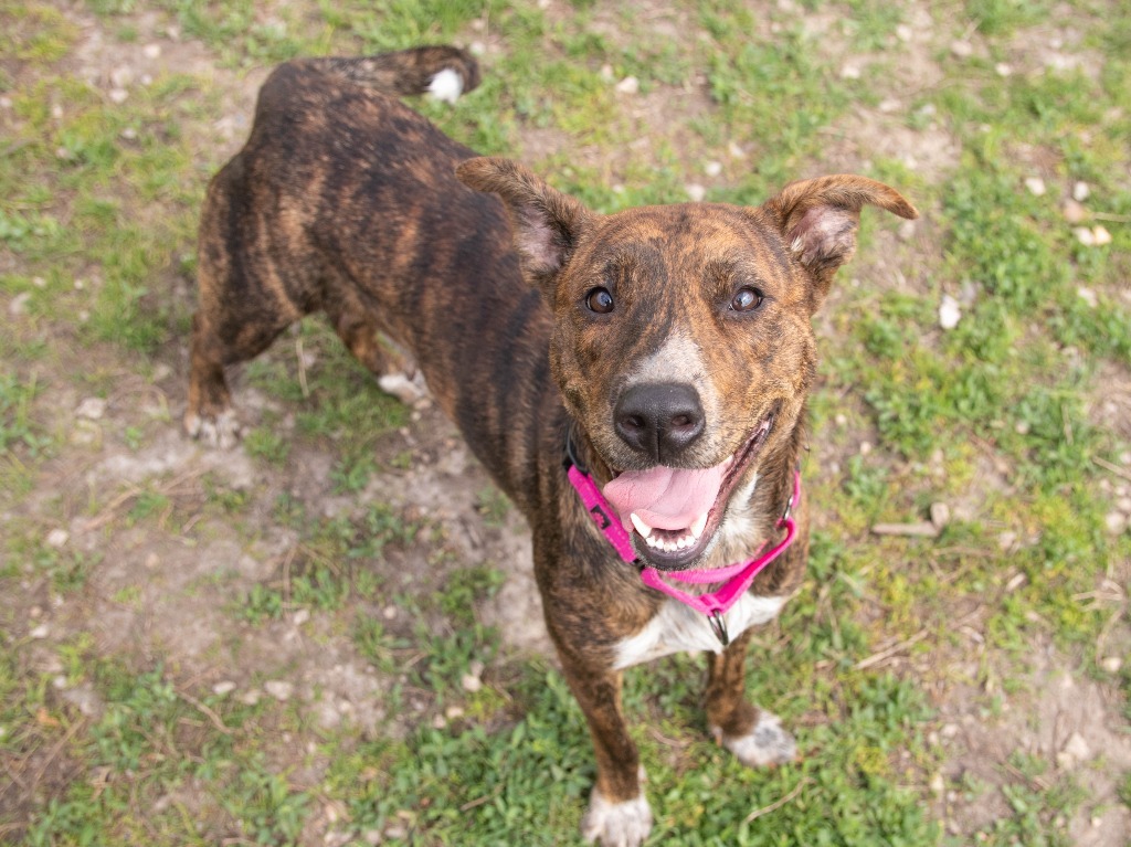 Irina, an adoptable American Staffordshire Terrier in Lansing, KS, 66043 | Photo Image 1