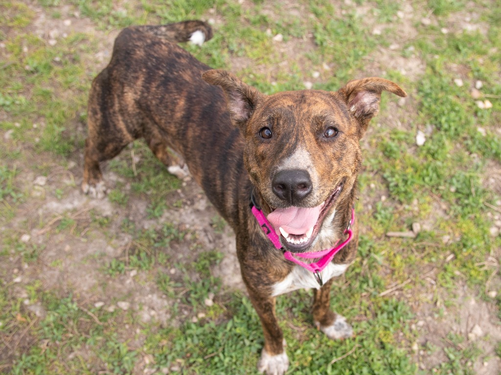 Irina, an adoptable Plott Hound, Mixed Breed in Lansing, KS, 66043 | Photo Image 1