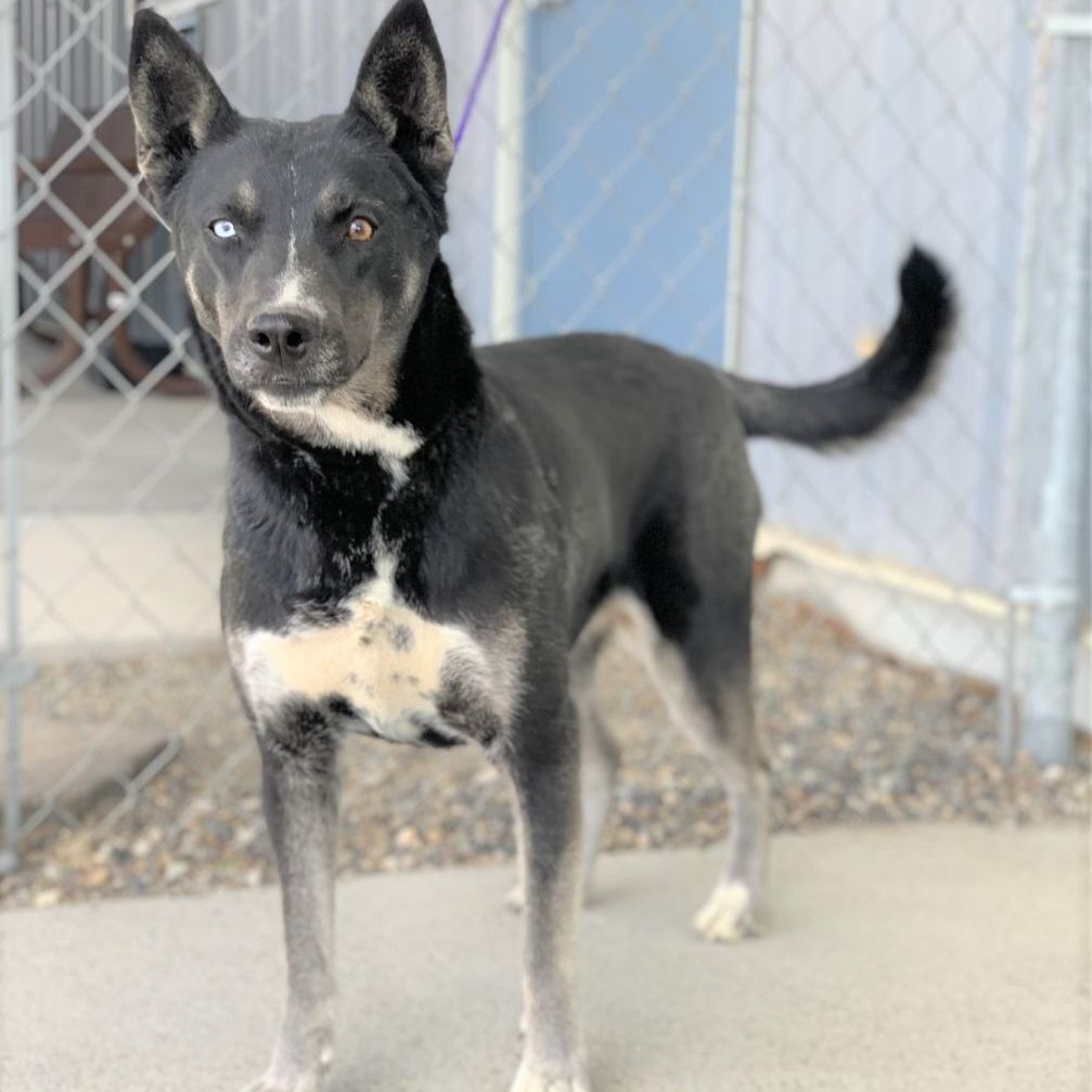 Dog for adoption - Stella / 52615650, a Husky & Pit Bull Terrier Mix in ...