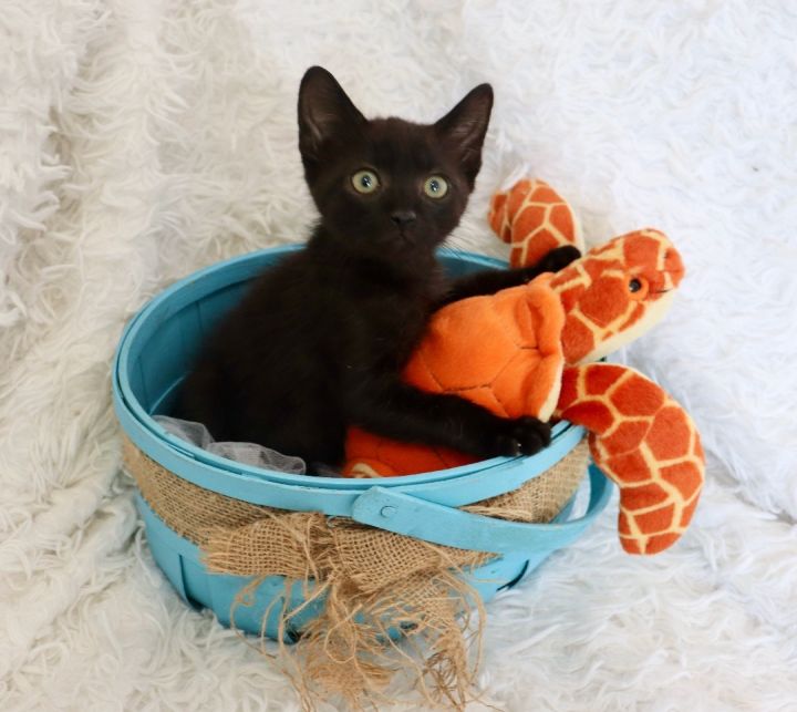 Black Bean 3