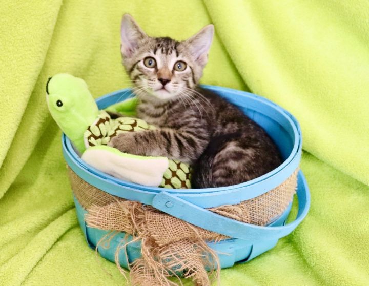 Pinto Bean, an adopted Tabby Mix in Saint Augustine, FL_image-1