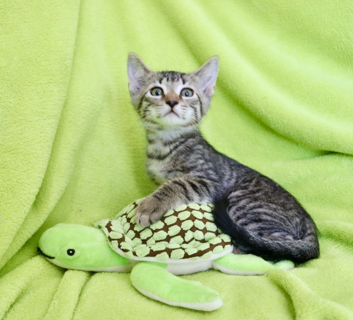 Pinto Bean, an adoptable Tabby Mix in Saint Augustine, FL_image-3