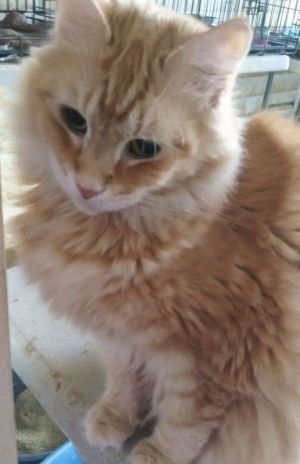 Petfinder sales siberian cat