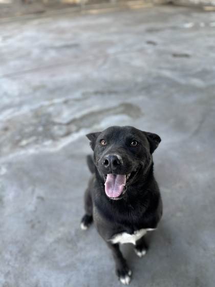 Tammy, an adoptable Retriever, Mixed Breed in Moses Lake, WA, 98837 | Photo Image 1