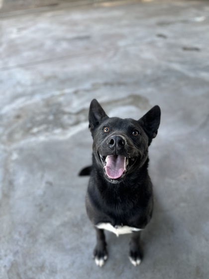 Tammy, an adoptable Retriever, Mixed Breed in Moses Lake, WA, 98837 | Photo Image 2