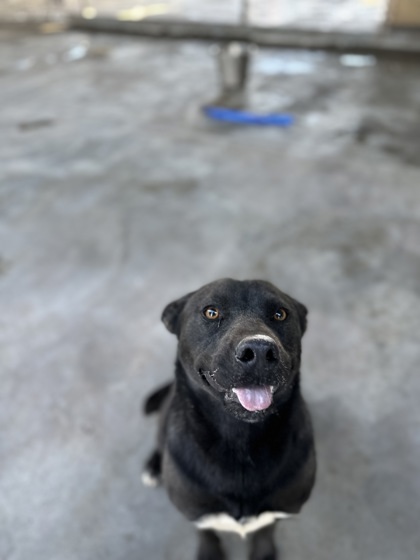 Tammy, an adoptable Retriever, Mixed Breed in Moses Lake, WA, 98837 | Photo Image 3