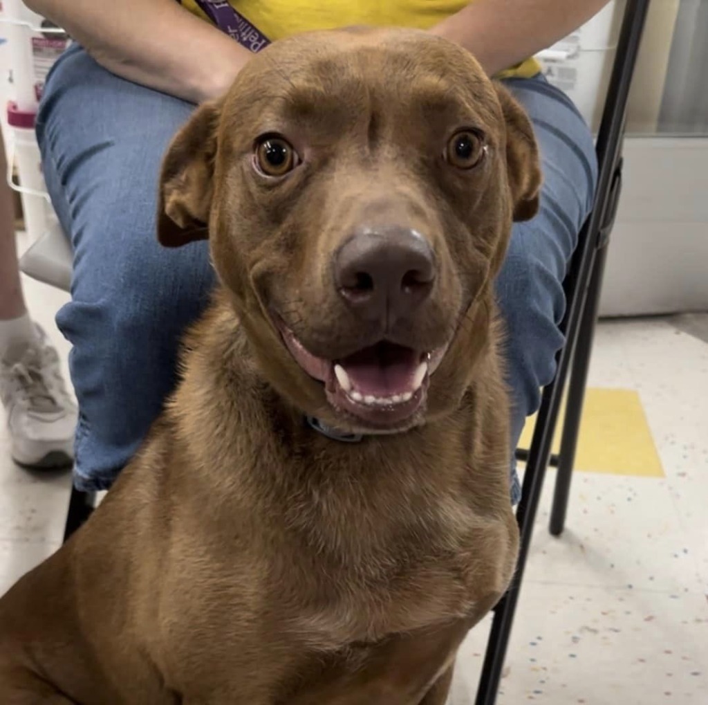 Brownie, an adoptable Cattle Dog, Boxer in Ballwin, MO, 63011 | Photo Image 1