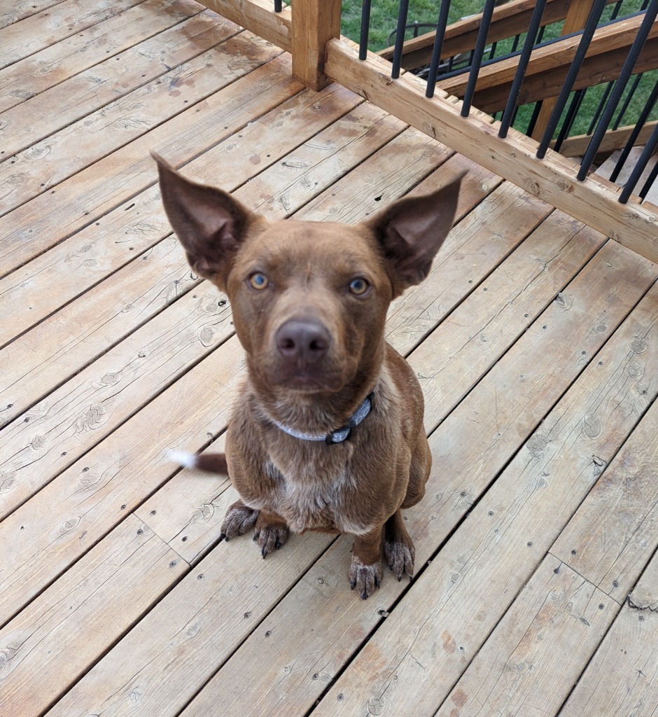 Brownie, an adoptable Cattle Dog, Boxer in Ballwin, MO, 63011 | Photo Image 2